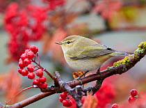 Chiffchaff (Phylloscopus collybita) perching on branch with red berries, Parainen Uto, Finland. October.