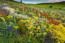 Fallow field in flower containing Poppy (Papaver rhoeas), Woad (Isatis tinctoria), Corn chamomile (Anthemis arvensis) Olympian mullein (Verbascum longifolium) and Purple toadflax (Linaria purpurea),...