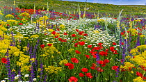 Fallow field in flower containing Poppy (Papaver rhoeas), Woad (Isatis tinctoria), Corn chamomile (Anthemis arvensis) Olympian mullein (Verbascum longifolium) and Purple toadflax (Linaria purpurea),...