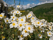 White rockrose (Helianthemum appeninum) in flower, Sibillini, Umbria, Italy. May.
