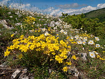 Hoary rockrose (Helianthemum oelandicum) in flower, Sibillini, Umbria, Italy. May.