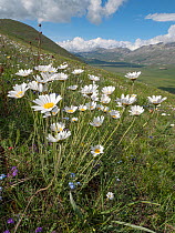 Cluster of Cretian mat daisy (Anthemis cretica) in flower, Sibillini, Umbria, Italy. May.