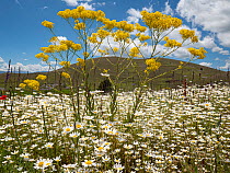 Woad (Isatis tinctoria) in flower in field of daisies (Bellis), Gran Sasso, Abruzzo, Italy. June.