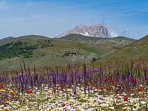 Fallow fields burst into flower containing Corn chamomile (Anthemis arvensis), Hoarry mullein (Verbascum pulverulentum), Purple toadflax (Linaria purpurea) and Common poppy (Papaver rhoeas), Abruzzo,...