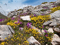 Greater milkwort (Polygala major) in flower in alpine turf and rocks, Gran Sasso, Abruzzo, Italy. June.