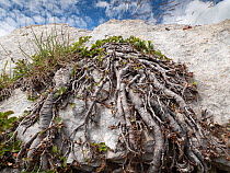 Dwarf buckthorn (Rhamnus pumila) growing on rockface, Gran Sasso, Abruzzo, Italy. July.