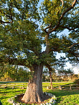 The Checche oak, a White oak tree (Quercus alba), which was planted over three centuries ago, landmark in the region, Pienza, Umbria, Italy. October.