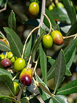 Olives ripening on Common olive tree (Olea europaea), Lazio, Italy. November.