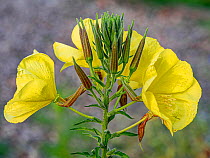 Evening primrose (Oenothera biennis) in flower, which open at night fall, Umbria, Italy. June.