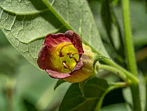 Deadly nightshade (Atropa belladonna), highly poisonous, in flower, Tuscany, Italy. June.