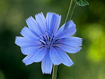 Chicory (Cichorium intybus), used as a coffee substitute and food additive, in flower, Umbria, Italy. July.