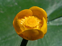 Yellow water-lily (Nuphar lutea) in flower, Umbria, Italy. May.