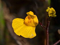 Close up of Yellow bladderwort (Utricularia australis) flower, Umbria, Italy. July.