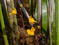 Yellow bladderwort (Utricularia australis) flowers are born on aerial stems that rise from the mass of stems and roots below water, Umbria, Italy. July.