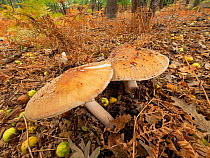 Panther cap (Amanita pantherina), highly poisonous, growing in Birch woodland around Sulphurous marshland in the Manziano Caldera, Lazio, Italy. October.
