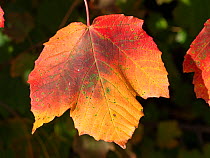 Italian maple (Acer opalus) leaves in autumn, Umbria, Italy. November.
