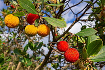 Strawberry tree (Arbutus unedo), an evergreen shrub or small tree, well known for its fruit that bear some resemblance to the strawberry, Umbria, Italy. November.
