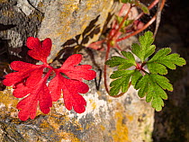 Contrasting autumnal leaf colour in Little robin (Geranium pupureum), Umbria, Italy. November.