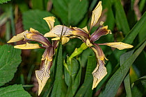 Stinking iris (Iris foetidissima) in flower, Umbria, Italy. May.