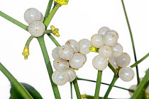 Mistletoe (Vascum album) fruit, a parasitic plants attached to their host tree or shrub, Umbria, Italy. December.