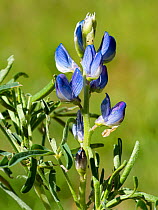 Narrow-leaved lupin (Lupinus angustifolius) in flower, Umbria, Italy. May.