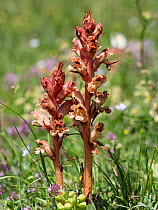 Thyme broomrape (Orobanche alba) in flower, parasitising Common thyme (Thymus vulgaris), Umbria, Italy. May.