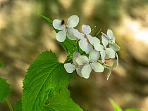 Perennial honesty (Lunaria rediviva) in flower, Umbria, Italy. May.