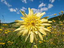 Close up of Goat's beard (Tragopogon pratensis) flower, Umbria, Italy. May.