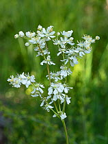 Dropwort (Filipendula vulgaris) in flower, Umbria, Italy. May.