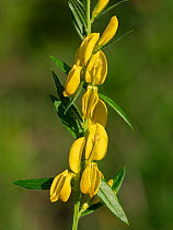 Close up of Dyer's greenweed (Genista tinctoria) flower, Umbria, Italy. May.