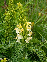Frederick Augustus' lousewort (Pedicularis friderici-augusti), endemic to limited region of the Apennines, flowers in stony meadows, Abruzzo, Italy. June.