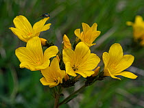 Golden flax (Linum flavum) in flower, Abruzzo, Italy. June.