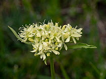 Alpine soapwort (Saponaria bellidifolia) in flower, Abruzzo, Italy. June.