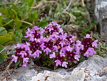 Broad-leaved thyme (Thymus pulegioides) in flower, Abruzzo, Italy. June.