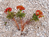 Cypress Spurge (Euphorbia cyparissias) in flower growing in rocky soil, Abruzzo, Italy. June.