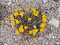 Hoary rockrose (Helianthemum oelandicum) in flower forming loose cushions in limestone mountains, Abruzzo, Italy. June.