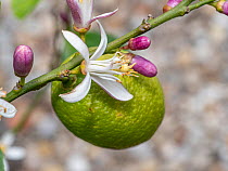 Lemon (Citrus limon) flower, buds and fruit, Umbria, Italy. June.