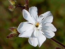 Close up of White campion (Silene latifolia) flower, Umbria, Italy. June.