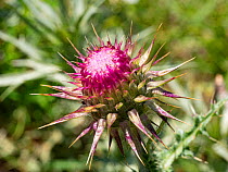 Musk thistle (Carduus nutans) in flower, Abruzzo, Italy. June.