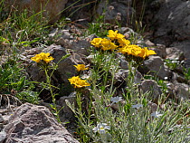 Golden flax (Linum flavum) in flower, Abruzzo, Italy. June.