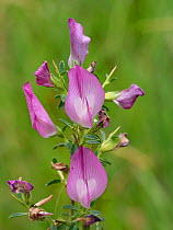 Spiny restharrow (Ononis spinosa) in flower, Sibillini, Umbria, Italy. July.