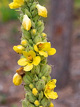 Great mullein (Verbascum thapsus) in flower, Sibillini, Umbria, Italy. July.