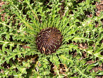 Acanthus-leaved thistle (Carlina acanthifolia) about to flower, Sibillini, Umbria, Italy. July.