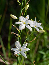 Branched St Benard's lily (Anthericum ramosum) in flower, Sibillini, Umbria, Italy. July.