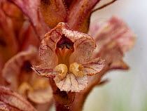 Close up of Thyme broomrape (Orobanche alba) flower, parasitising Common thyme (Thymus vulgaris), Lazio, Italy. July.