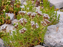 Common drypis (Drypis spinosa) in flower, Lazio, Italy. July.