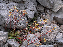 Limestone saxifrage (Saxifraga callosa) in flower, Lazio, Italy. June.