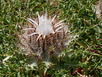 Stemless carline thistle (Carlina acaulis) about to flower, Lazio, Italy. August.