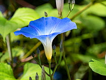 Heavenly-blue morning-glory (Ipomoea tricolor) in flower, Umbria, Italy. October.