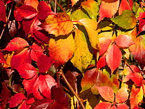 Autumn leaf colours on Virginia creeper (Parthenocissus quinquefolia), Umbria, Italy. October.